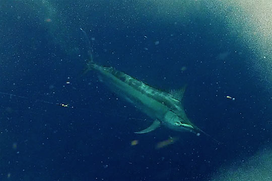 Flying Fisher Striped marlin