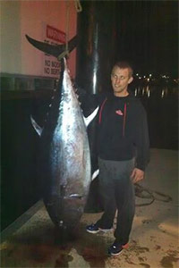 marquis bluefin tuna 146kg