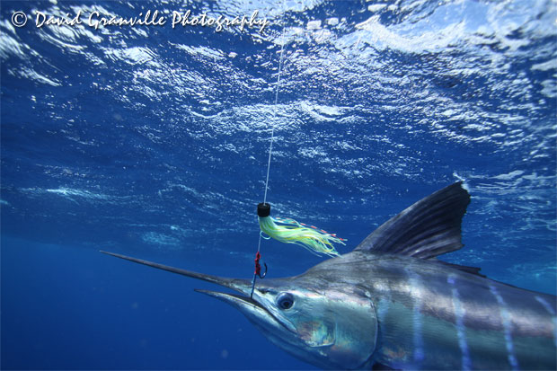 David Granville underwater marlin