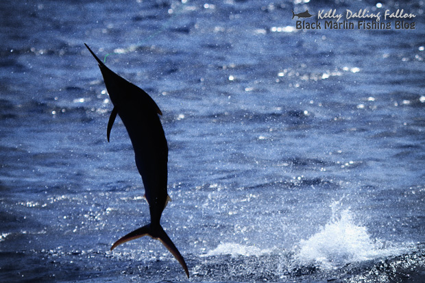 black marlin fishing blog