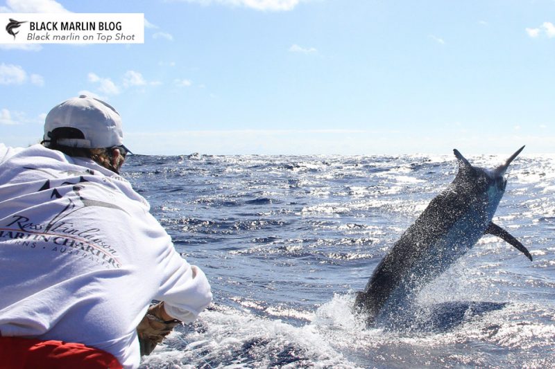 Baby Black Marlin Fraser Island Baby Black Marlin Fraser Island