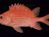 squirrelfish