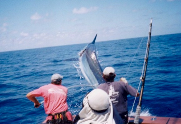 2003 Cairns Marlin Season Quick Recap