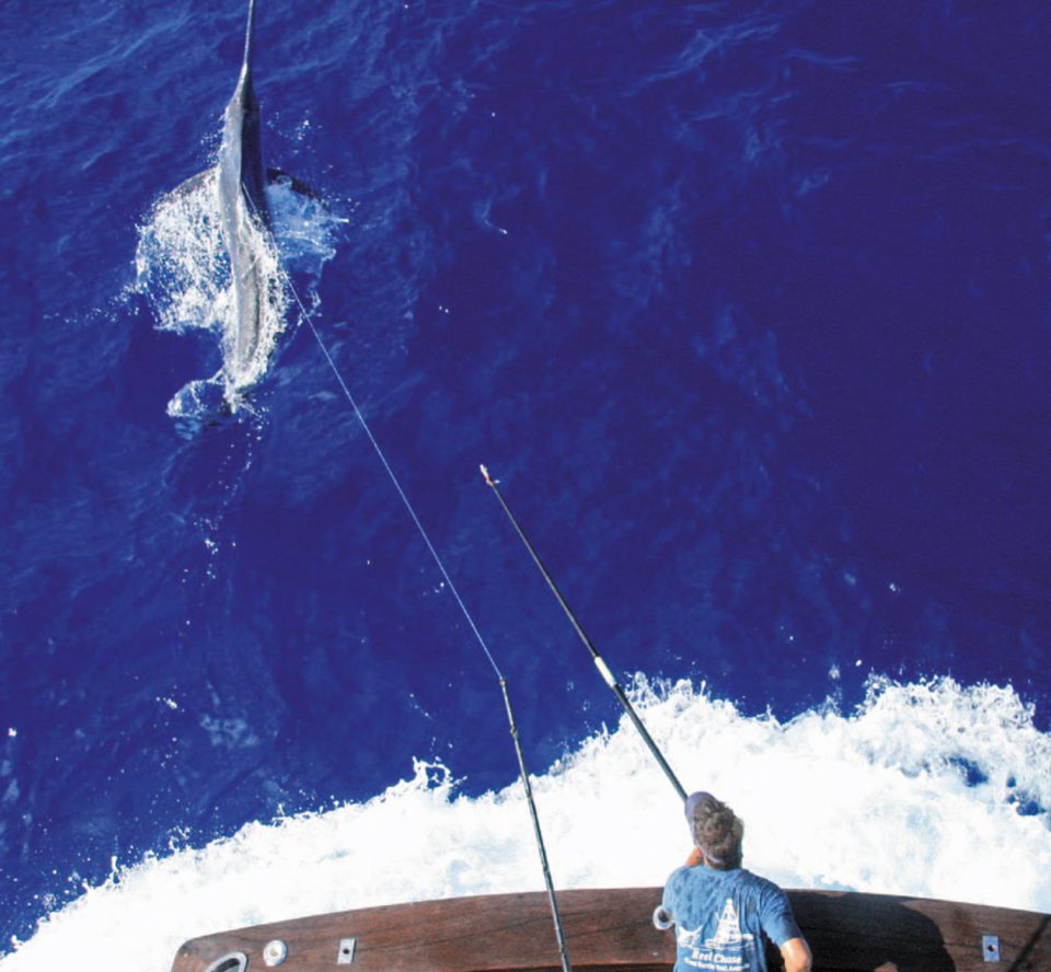 2008 Giant Black Marlin Season Recap
