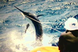 Amokura black marlin