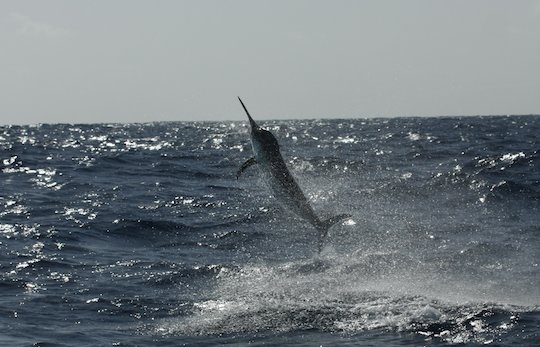 200lb black marlin on pirate