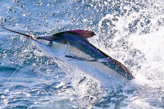 White marlin