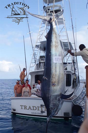 1103 pound black marlin on Tradition