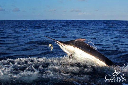 castille black marlin