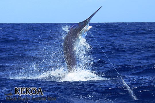 KEKOA 750 lb black marlin