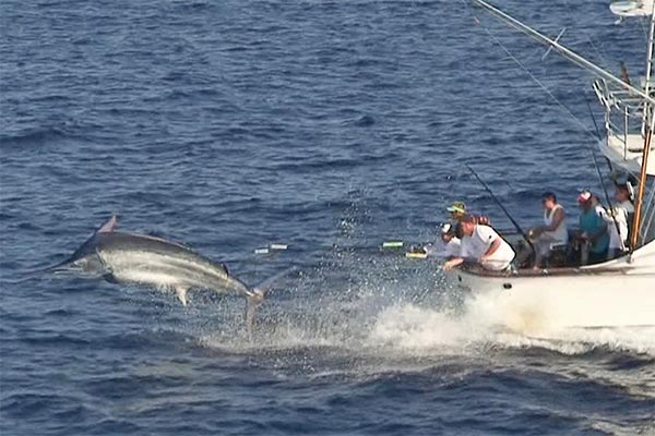 25th Lizard Island Black Marlin Classic Tournament Report (2011)