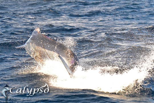 Calypso black marlin