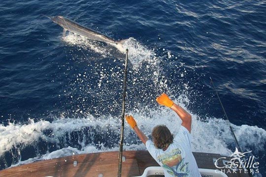 Castille black marlin