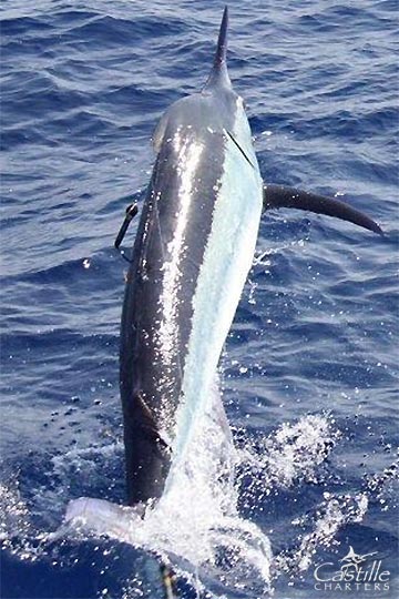 850lb black marlin on Castille