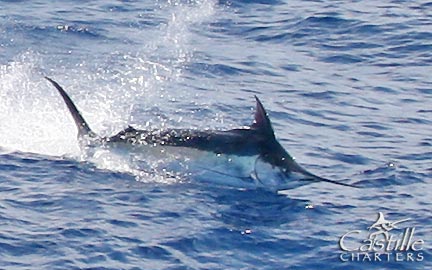 Castille blue marlin