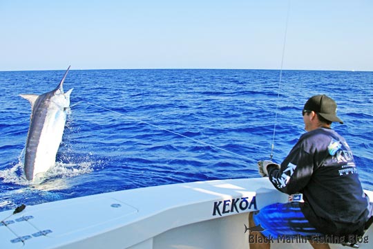 Dingo on leader 700lb black marlin