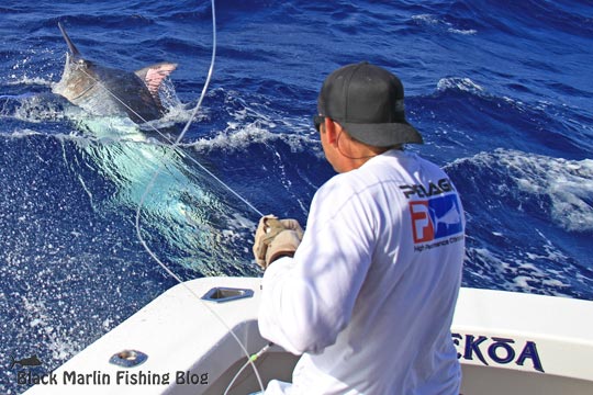 dingo black marlin