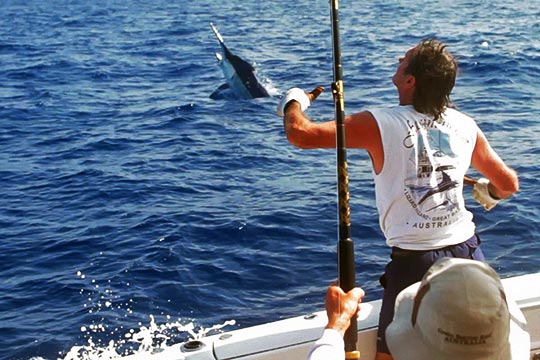 Fascination black marlin