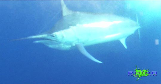 Iona black marlin underwater