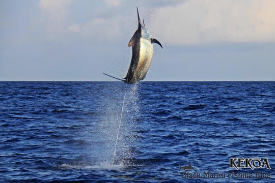 Black marlin jumping high
