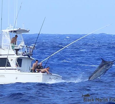 Kamikaze black marlin