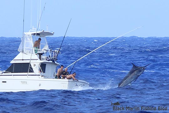 Kamikaze black marlin