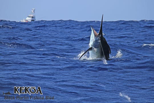 black marlin on KEKOA