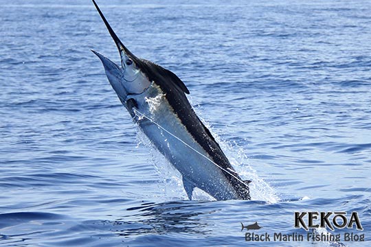 black marlin on KEKOA