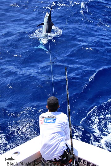 Kent black marlin