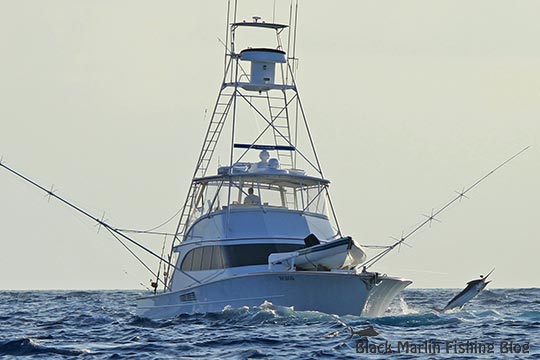 Maitai and black marlin