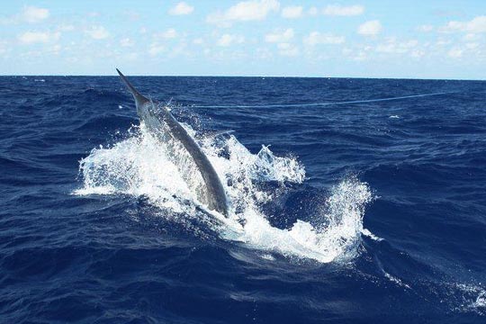 Mistress 800lb black marlin