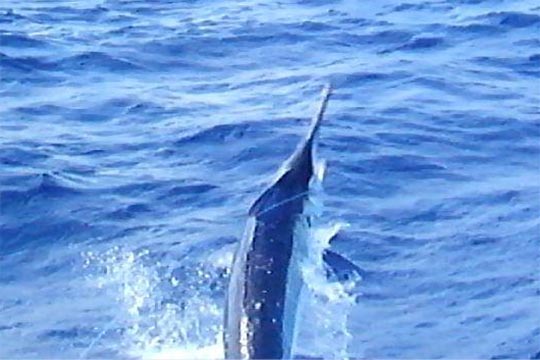 Mistress black marlin