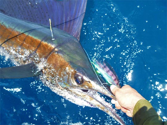 sailfish