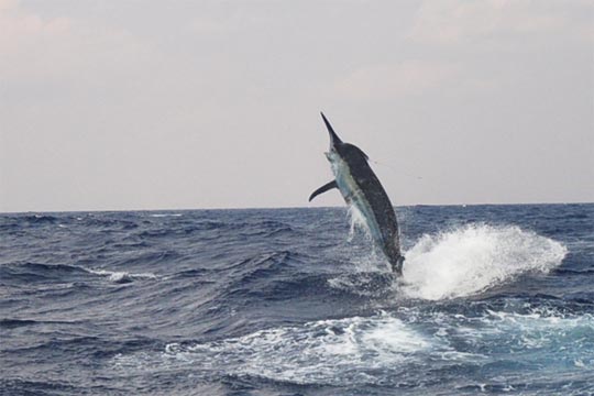 reel cross black marlin