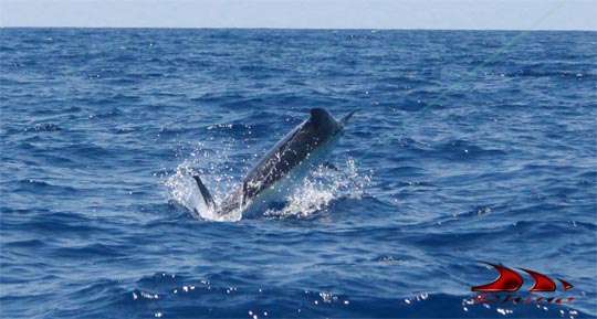 Black marlin on iona 2