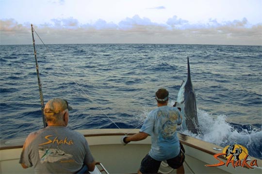 Shaka 1000lb black marlin