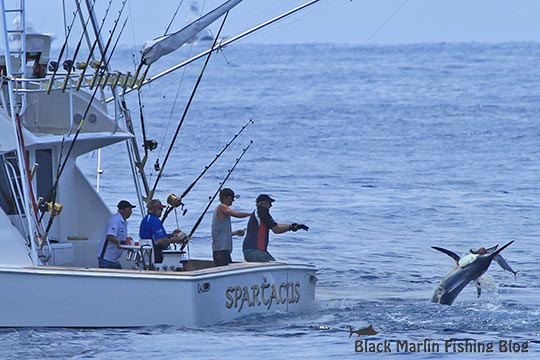 Sparticus fighting a black marlin
