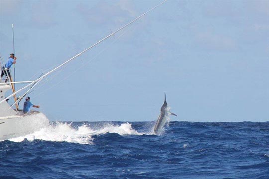 askari black marlin