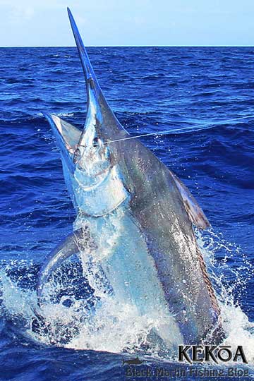 kekoa black marlin