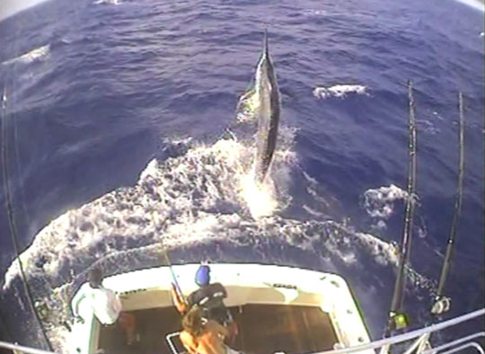 Chase black marlin