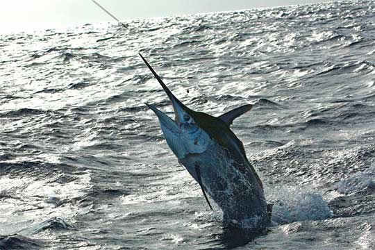 400 lb black marlin