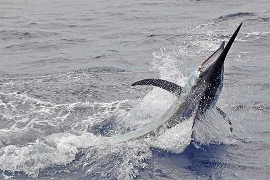 450lb marlin for Gary