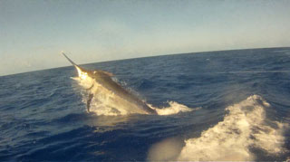 Gorilla black marlin