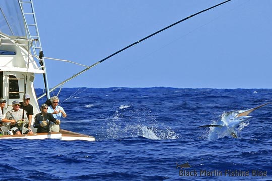 hot shot black marlin