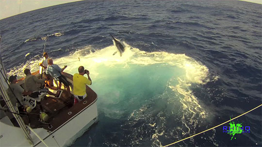 Iona 100lb black marlin