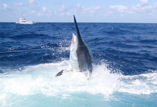 grander black marlin