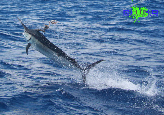 iona 2 black marlin