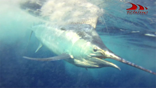 iona black marlin