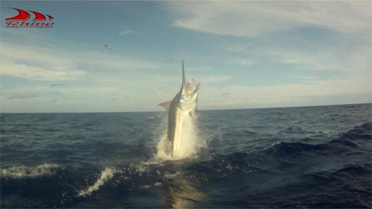 black marlin on Iona 2