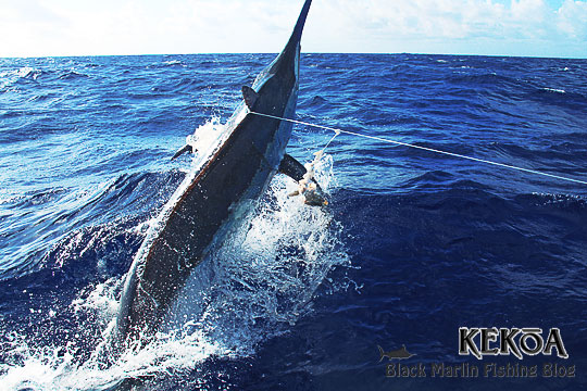 kekoa black marlin